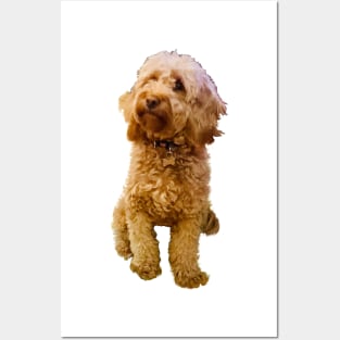 Cavapoo Cavoodle puppy in green - cute cavalier king charles spaniel Posters and Art